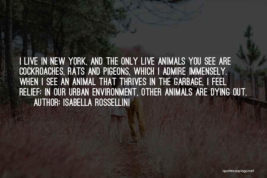 Isabella Rossellini Quotes: I Live In New York, And The Only Live Animals You See Are Cockroaches, Rats And Pigeons, Which I Admire