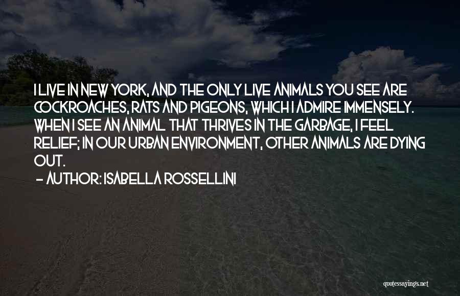 Isabella Rossellini Quotes: I Live In New York, And The Only Live Animals You See Are Cockroaches, Rats And Pigeons, Which I Admire