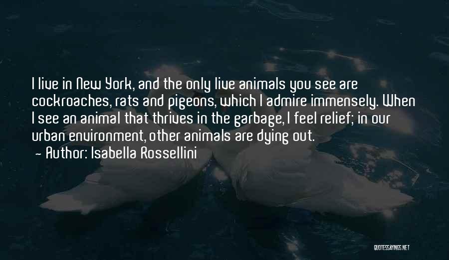 Isabella Rossellini Quotes: I Live In New York, And The Only Live Animals You See Are Cockroaches, Rats And Pigeons, Which I Admire