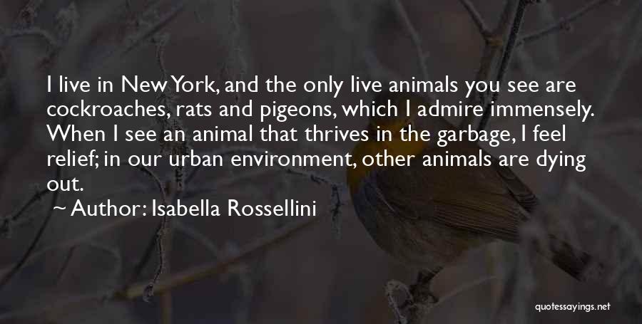 Isabella Rossellini Quotes: I Live In New York, And The Only Live Animals You See Are Cockroaches, Rats And Pigeons, Which I Admire