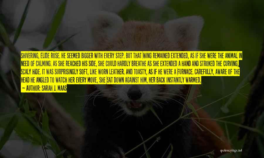 Sarah J. Maas Quotes: Shivering, Elide Rose. He Seemed Bigger With Every Step. But That Wing Remained Extended, As If She Were The Animal