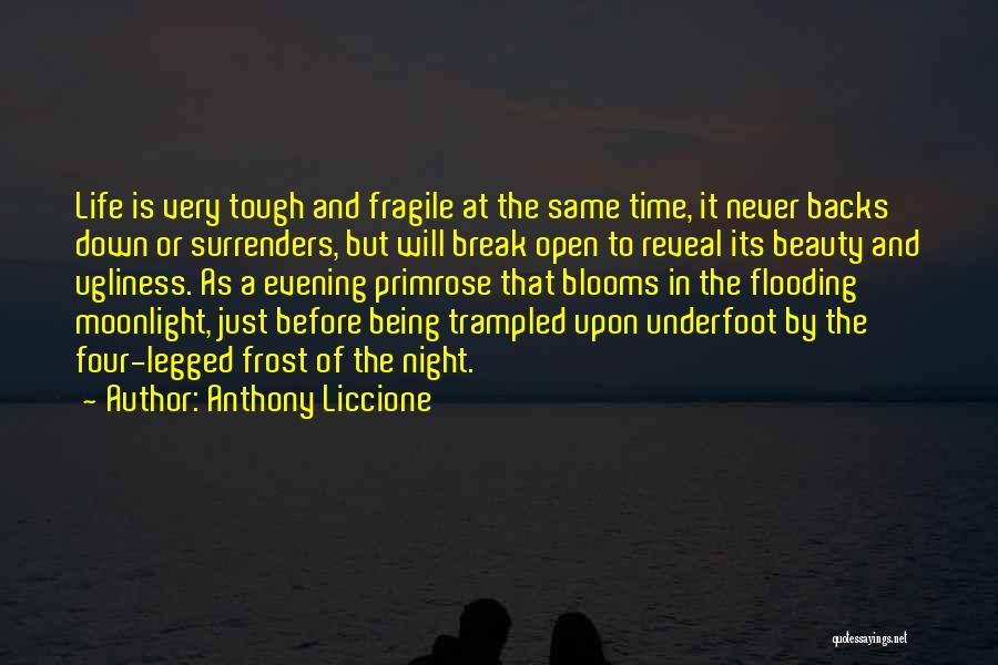 Anthony Liccione Quotes: Life Is Very Tough And Fragile At The Same Time, It Never Backs Down Or Surrenders, But Will Break Open