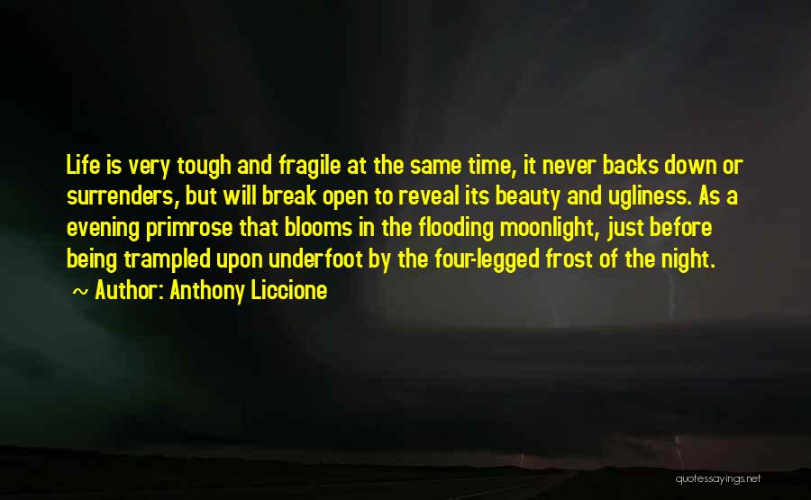 Anthony Liccione Quotes: Life Is Very Tough And Fragile At The Same Time, It Never Backs Down Or Surrenders, But Will Break Open