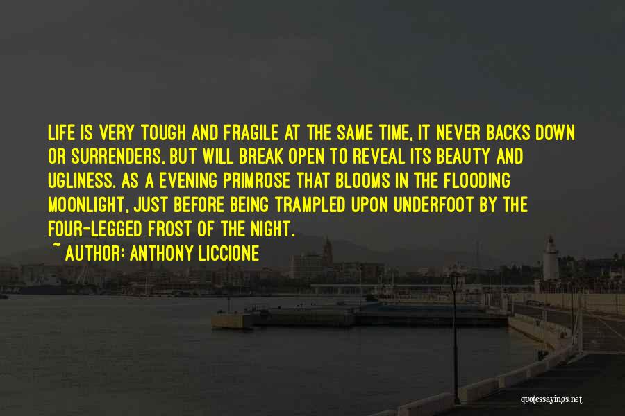 Anthony Liccione Quotes: Life Is Very Tough And Fragile At The Same Time, It Never Backs Down Or Surrenders, But Will Break Open