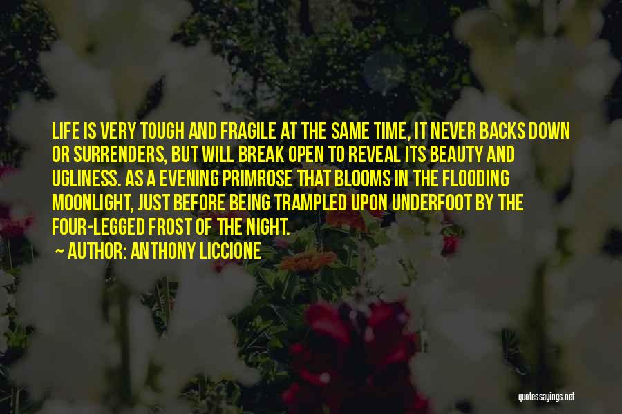 Anthony Liccione Quotes: Life Is Very Tough And Fragile At The Same Time, It Never Backs Down Or Surrenders, But Will Break Open