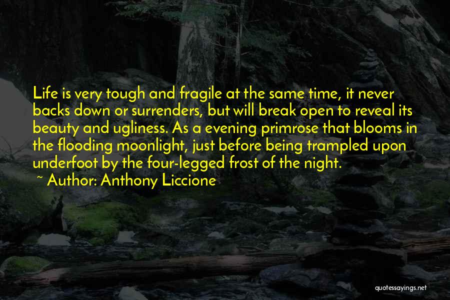 Anthony Liccione Quotes: Life Is Very Tough And Fragile At The Same Time, It Never Backs Down Or Surrenders, But Will Break Open