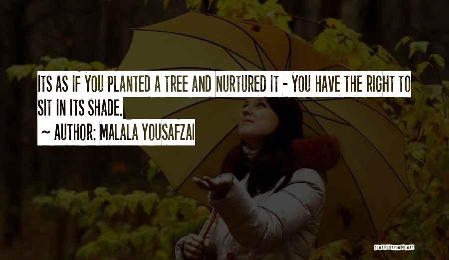 Malala Yousafzai Quotes: Its As If You Planted A Tree And Nurtured It - You Have The Right To Sit In Its Shade.