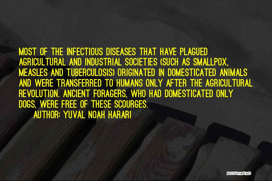 Yuval Noah Harari Quotes: Most Of The Infectious Diseases That Have Plagued Agricultural And Industrial Societies (such As Smallpox, Measles And Tuberculosis) Originated In