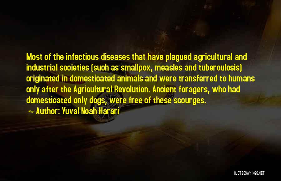 Yuval Noah Harari Quotes: Most Of The Infectious Diseases That Have Plagued Agricultural And Industrial Societies (such As Smallpox, Measles And Tuberculosis) Originated In