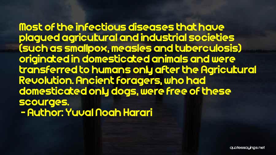 Yuval Noah Harari Quotes: Most Of The Infectious Diseases That Have Plagued Agricultural And Industrial Societies (such As Smallpox, Measles And Tuberculosis) Originated In