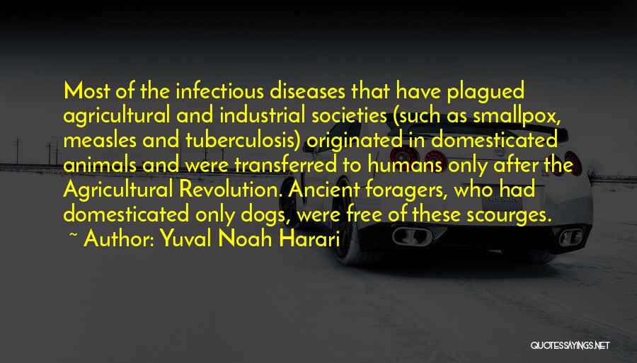 Yuval Noah Harari Quotes: Most Of The Infectious Diseases That Have Plagued Agricultural And Industrial Societies (such As Smallpox, Measles And Tuberculosis) Originated In