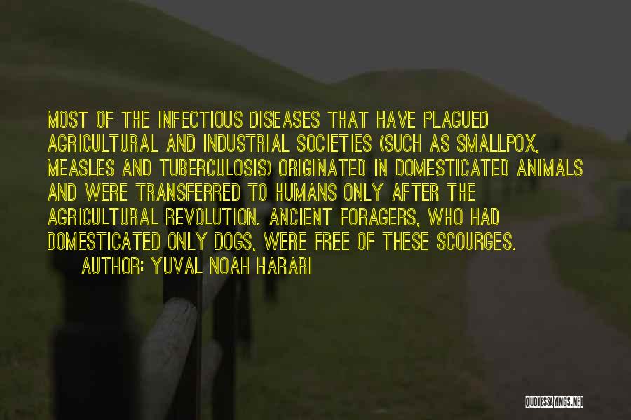 Yuval Noah Harari Quotes: Most Of The Infectious Diseases That Have Plagued Agricultural And Industrial Societies (such As Smallpox, Measles And Tuberculosis) Originated In