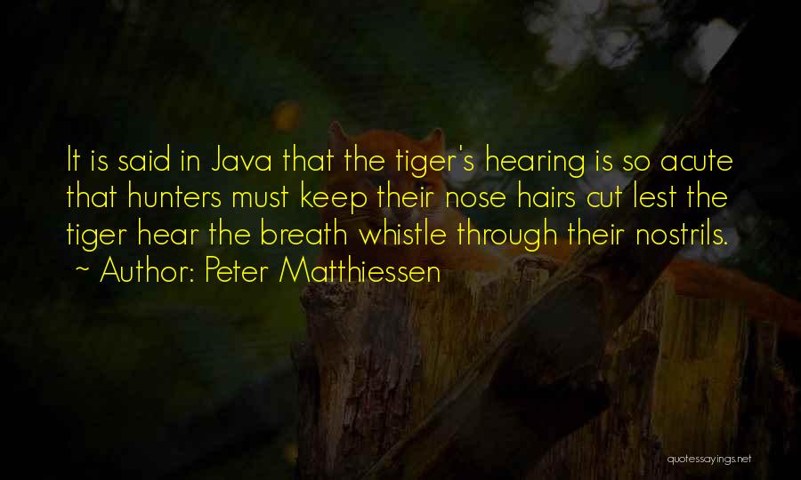 Peter Matthiessen Quotes: It Is Said In Java That The Tiger's Hearing Is So Acute That Hunters Must Keep Their Nose Hairs Cut