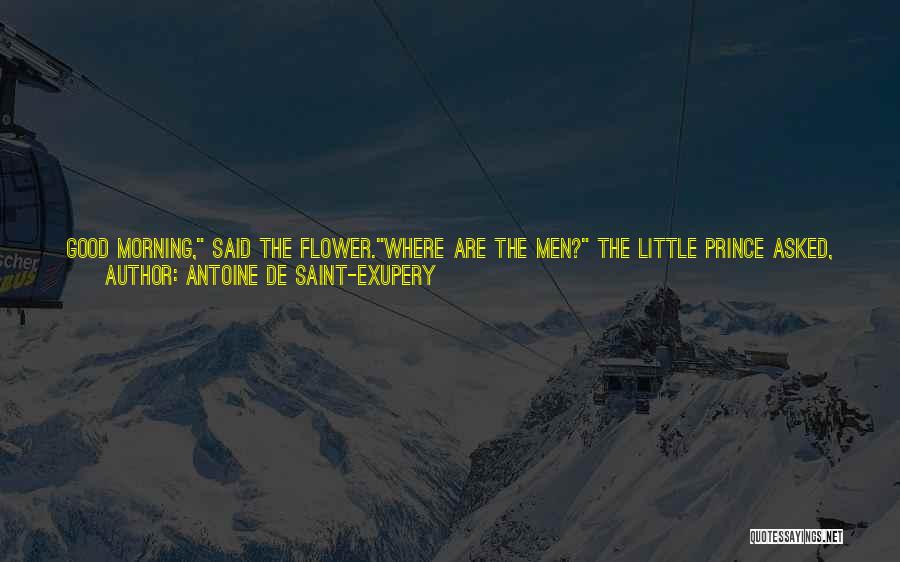 Antoine De Saint-Exupery Quotes: Good Morning, Said The Flower.where Are The Men? The Little Prince Asked, Politely. The Flower Had Once Seen A Caravan