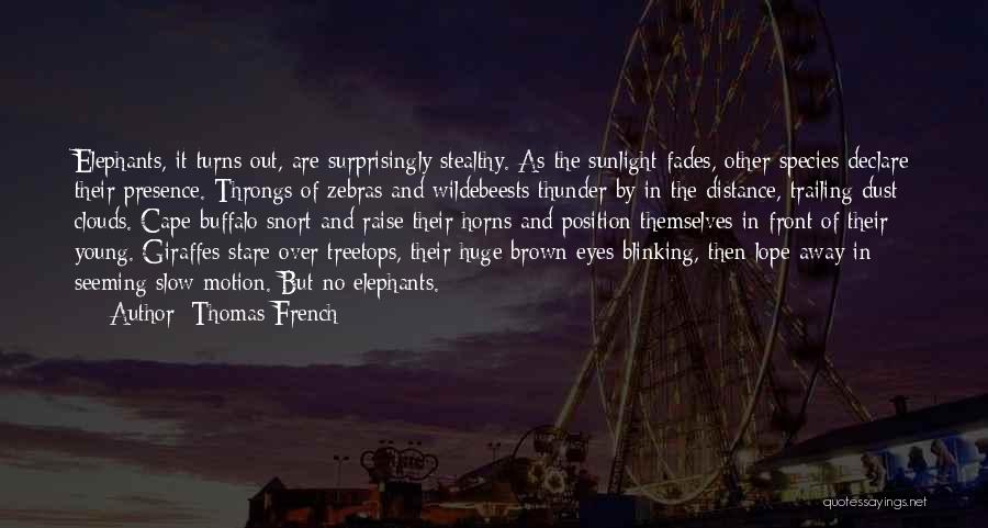 Thomas French Quotes: Elephants, It Turns Out, Are Surprisingly Stealthy. As The Sunlight Fades, Other Species Declare Their Presence. Throngs Of Zebras And