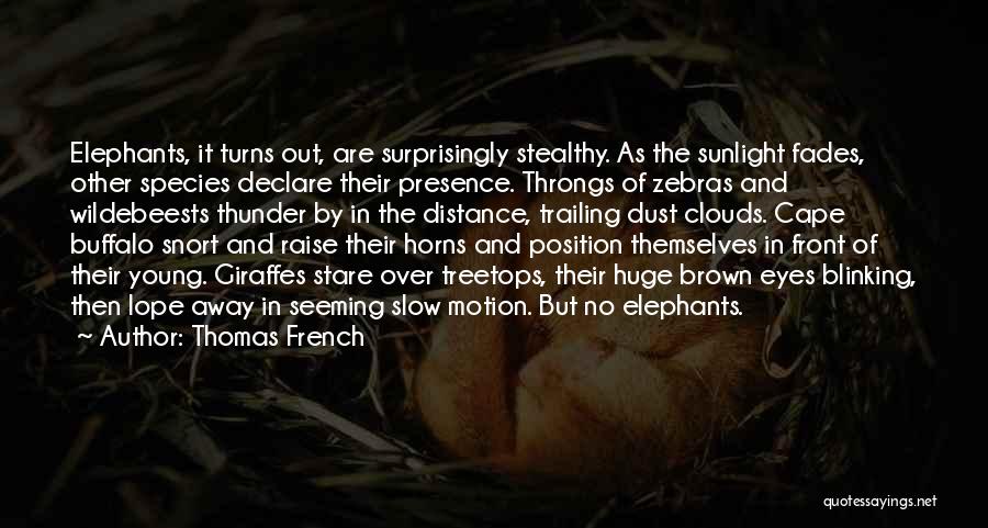 Thomas French Quotes: Elephants, It Turns Out, Are Surprisingly Stealthy. As The Sunlight Fades, Other Species Declare Their Presence. Throngs Of Zebras And