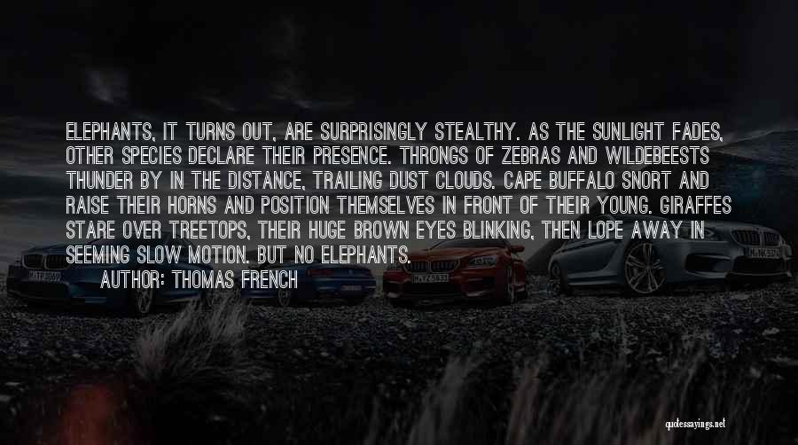 Thomas French Quotes: Elephants, It Turns Out, Are Surprisingly Stealthy. As The Sunlight Fades, Other Species Declare Their Presence. Throngs Of Zebras And