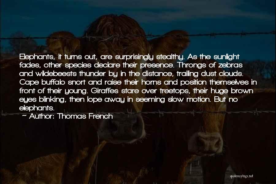 Thomas French Quotes: Elephants, It Turns Out, Are Surprisingly Stealthy. As The Sunlight Fades, Other Species Declare Their Presence. Throngs Of Zebras And