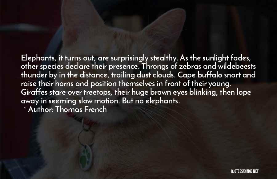 Thomas French Quotes: Elephants, It Turns Out, Are Surprisingly Stealthy. As The Sunlight Fades, Other Species Declare Their Presence. Throngs Of Zebras And