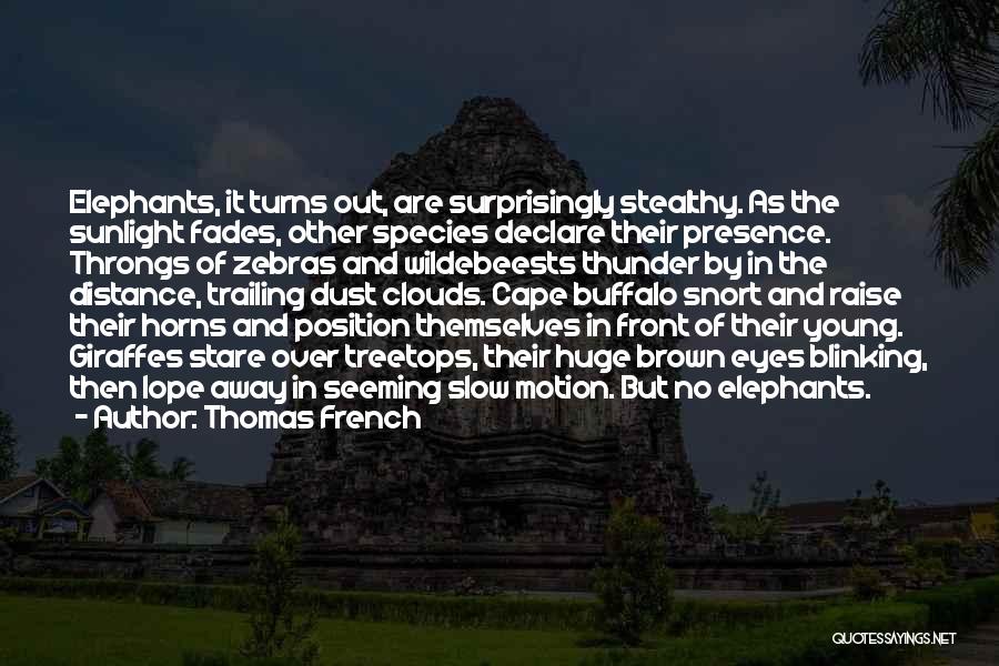 Thomas French Quotes: Elephants, It Turns Out, Are Surprisingly Stealthy. As The Sunlight Fades, Other Species Declare Their Presence. Throngs Of Zebras And