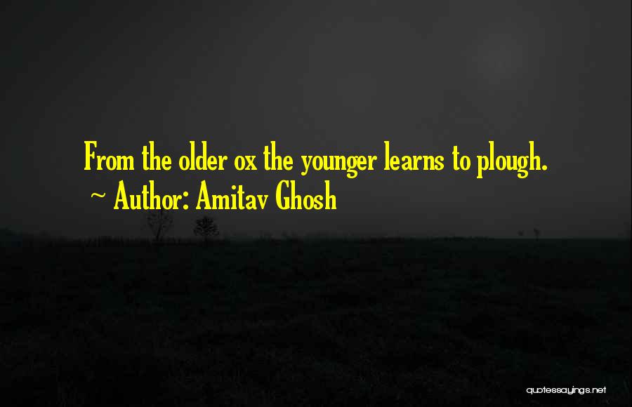Amitav Ghosh Quotes: From The Older Ox The Younger Learns To Plough.