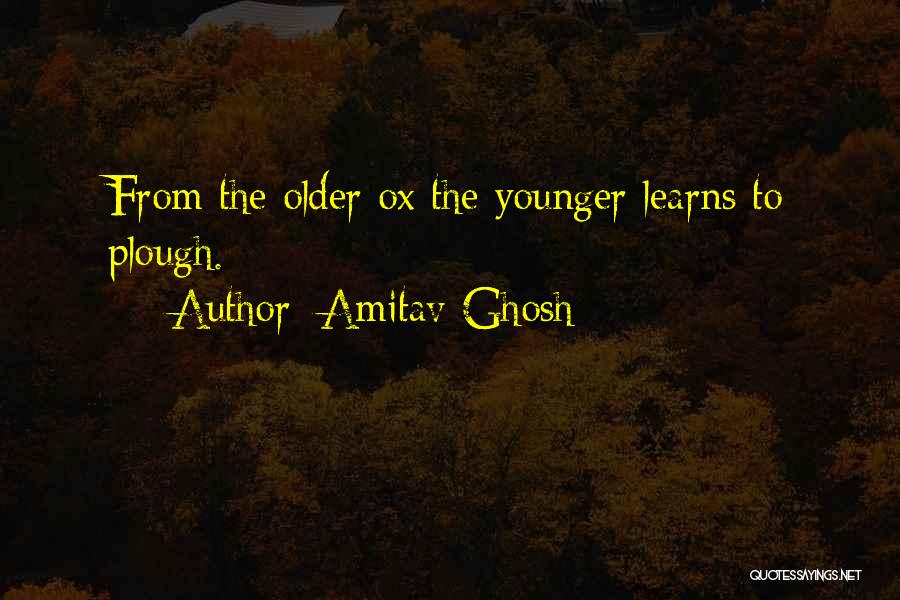 Amitav Ghosh Quotes: From The Older Ox The Younger Learns To Plough.