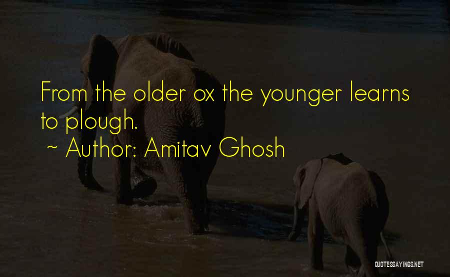 Amitav Ghosh Quotes: From The Older Ox The Younger Learns To Plough.