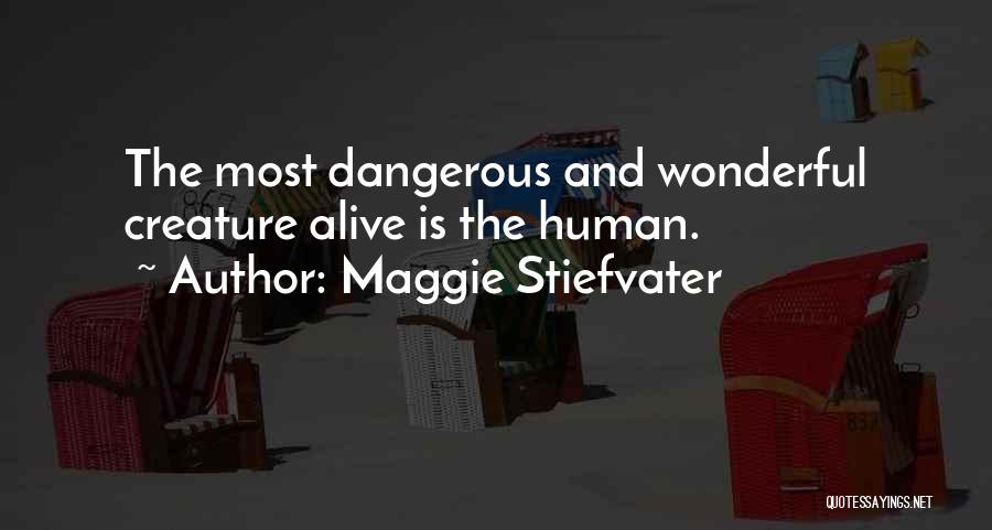Maggie Stiefvater Quotes: The Most Dangerous And Wonderful Creature Alive Is The Human.