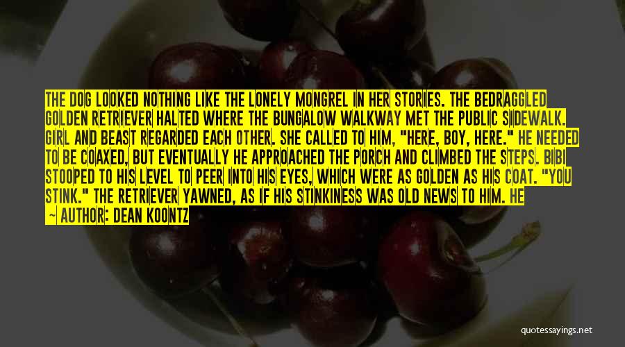 Dean Koontz Quotes: The Dog Looked Nothing Like The Lonely Mongrel In Her Stories. The Bedraggled Golden Retriever Halted Where The Bungalow Walkway