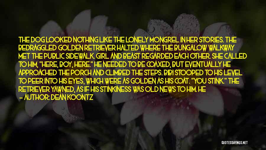 Dean Koontz Quotes: The Dog Looked Nothing Like The Lonely Mongrel In Her Stories. The Bedraggled Golden Retriever Halted Where The Bungalow Walkway