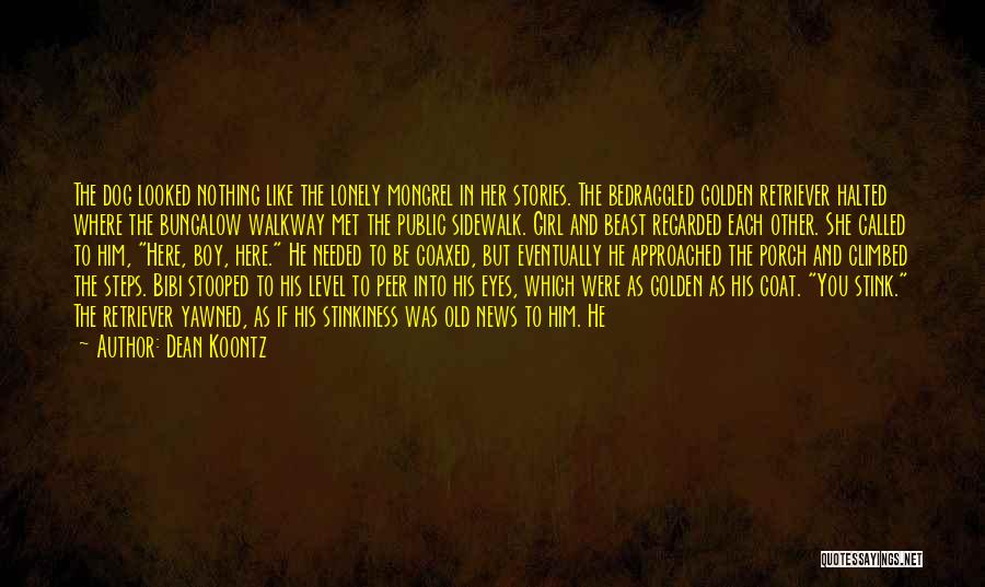 Dean Koontz Quotes: The Dog Looked Nothing Like The Lonely Mongrel In Her Stories. The Bedraggled Golden Retriever Halted Where The Bungalow Walkway