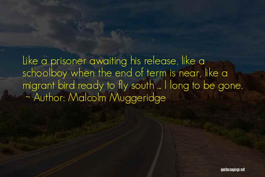 Malcolm Muggeridge Quotes: Like A Prisoner Awaiting His Release, Like A Schoolboy When The End Of Term Is Near, Like A Migrant Bird