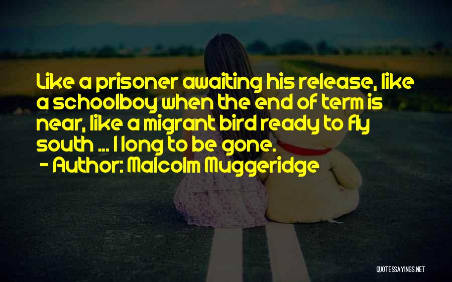 Malcolm Muggeridge Quotes: Like A Prisoner Awaiting His Release, Like A Schoolboy When The End Of Term Is Near, Like A Migrant Bird