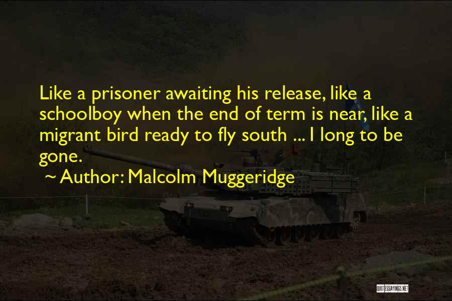 Malcolm Muggeridge Quotes: Like A Prisoner Awaiting His Release, Like A Schoolboy When The End Of Term Is Near, Like A Migrant Bird