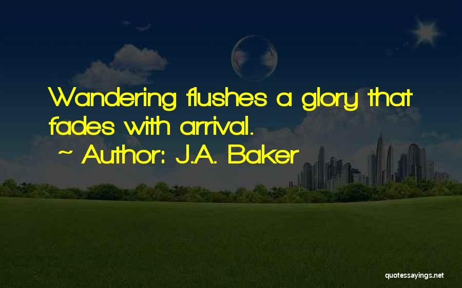 J.A. Baker Quotes: Wandering Flushes A Glory That Fades With Arrival.