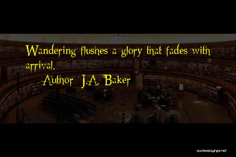 J.A. Baker Quotes: Wandering Flushes A Glory That Fades With Arrival.