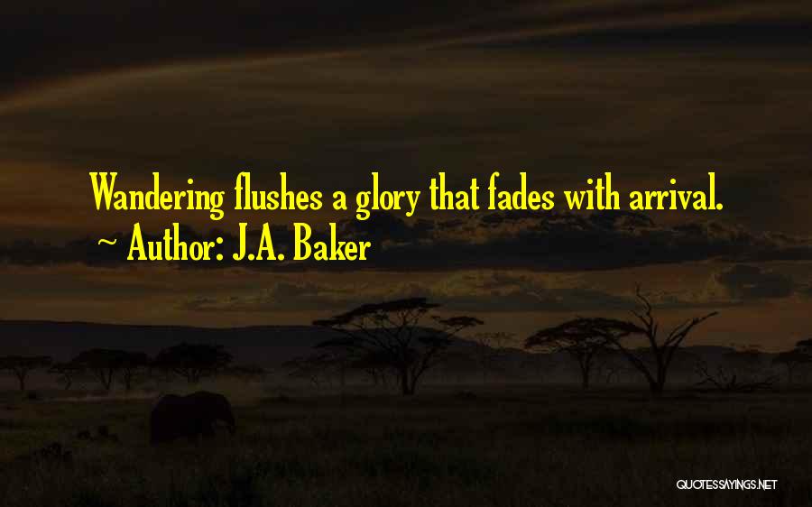 J.A. Baker Quotes: Wandering Flushes A Glory That Fades With Arrival.