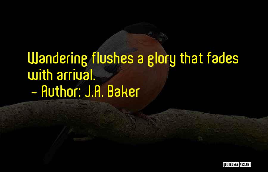 J.A. Baker Quotes: Wandering Flushes A Glory That Fades With Arrival.