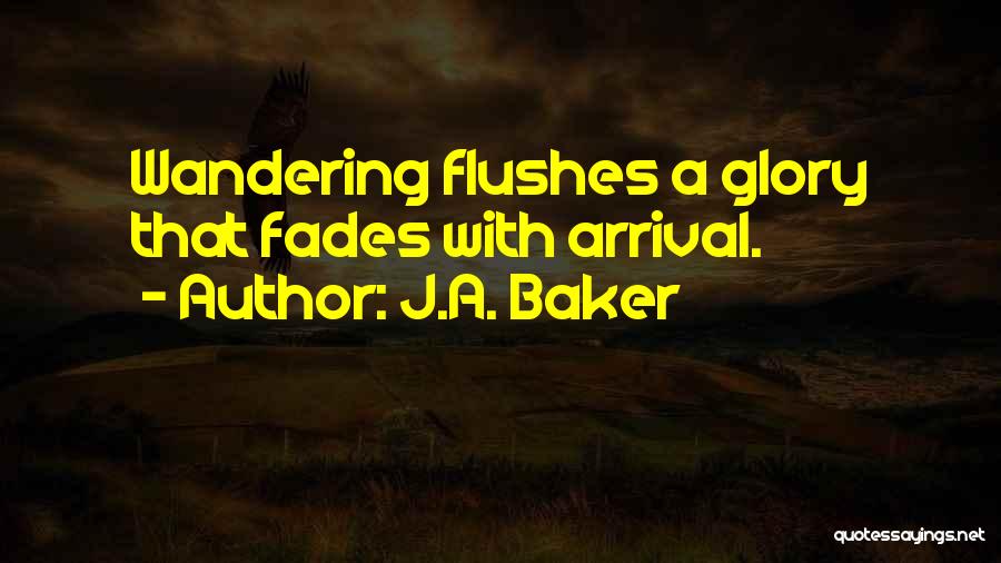 J.A. Baker Quotes: Wandering Flushes A Glory That Fades With Arrival.