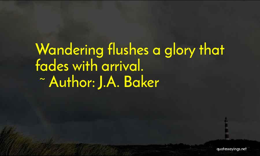 J.A. Baker Quotes: Wandering Flushes A Glory That Fades With Arrival.