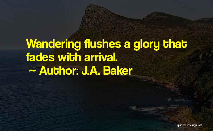 J.A. Baker Quotes: Wandering Flushes A Glory That Fades With Arrival.