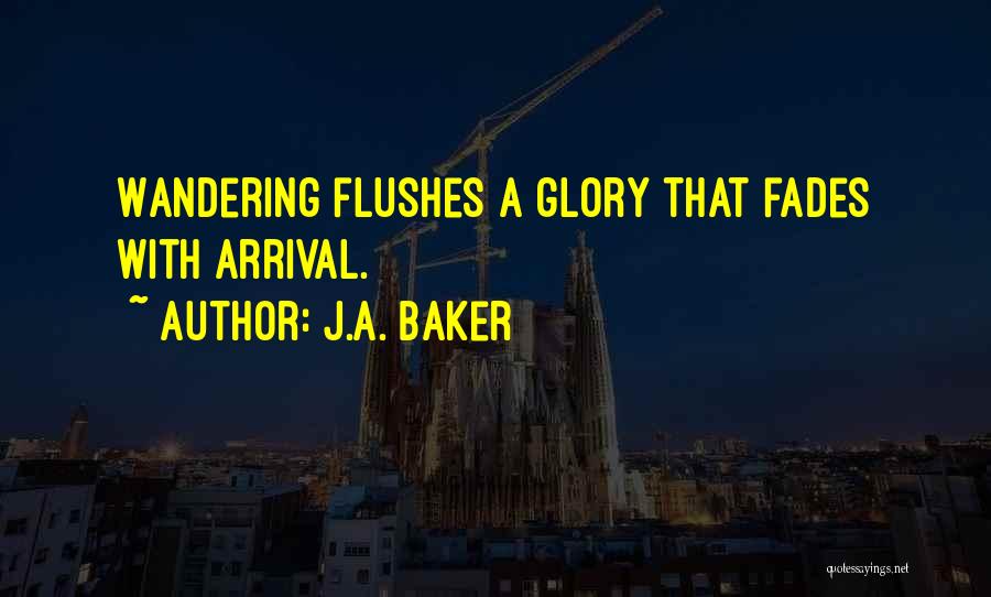 J.A. Baker Quotes: Wandering Flushes A Glory That Fades With Arrival.
