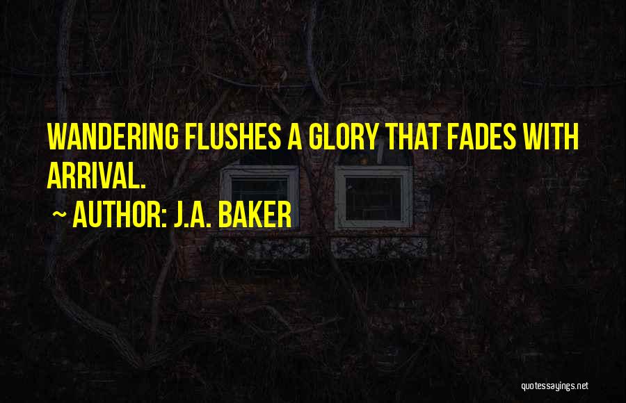 J.A. Baker Quotes: Wandering Flushes A Glory That Fades With Arrival.