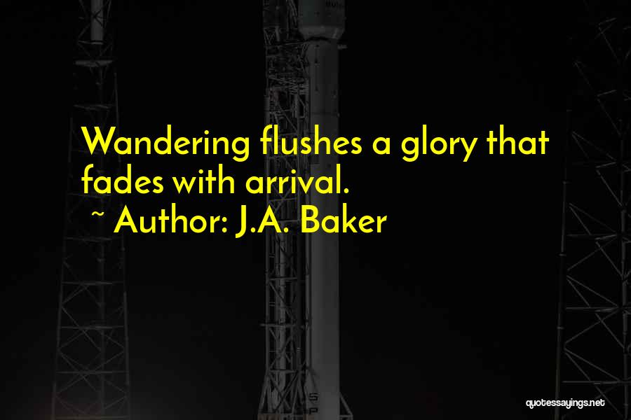 J.A. Baker Quotes: Wandering Flushes A Glory That Fades With Arrival.