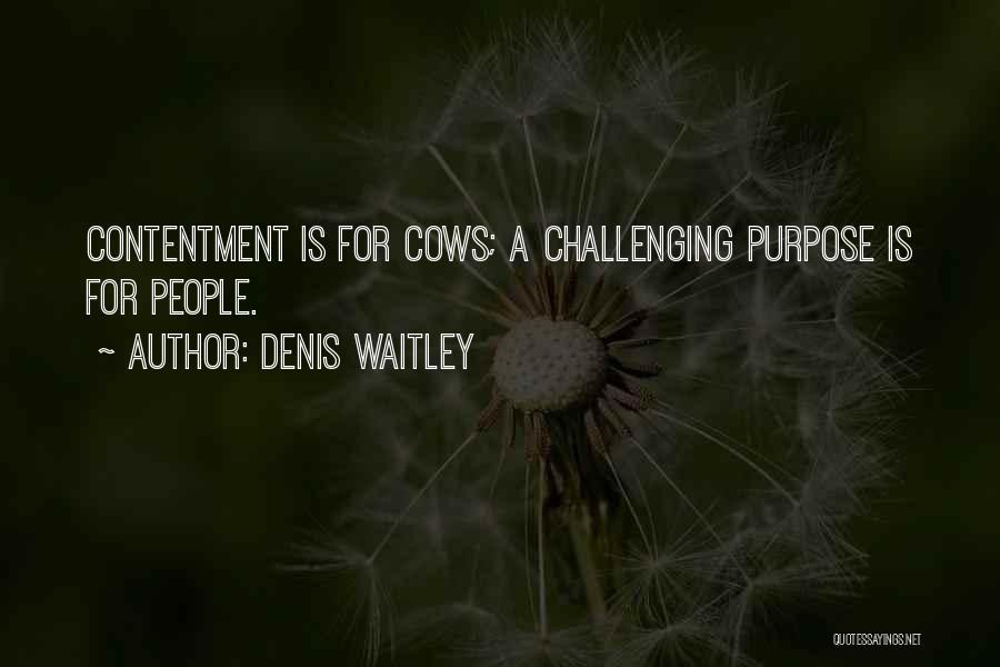 Denis Waitley Quotes: Contentment Is For Cows; A Challenging Purpose Is For People.