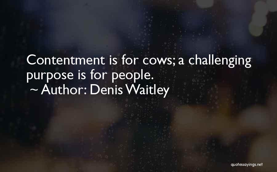 Denis Waitley Quotes: Contentment Is For Cows; A Challenging Purpose Is For People.