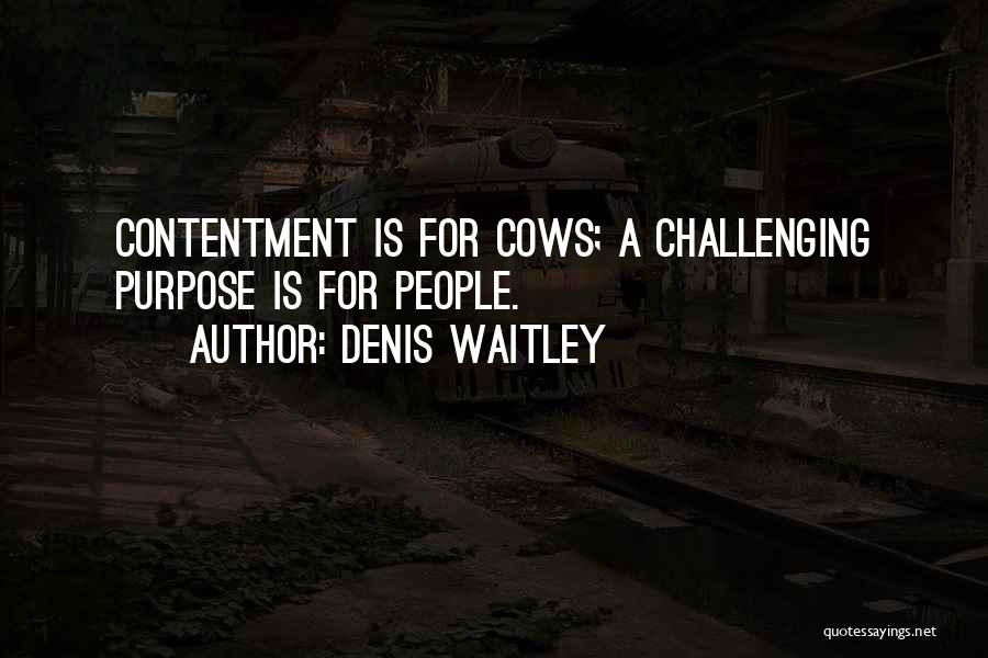 Denis Waitley Quotes: Contentment Is For Cows; A Challenging Purpose Is For People.