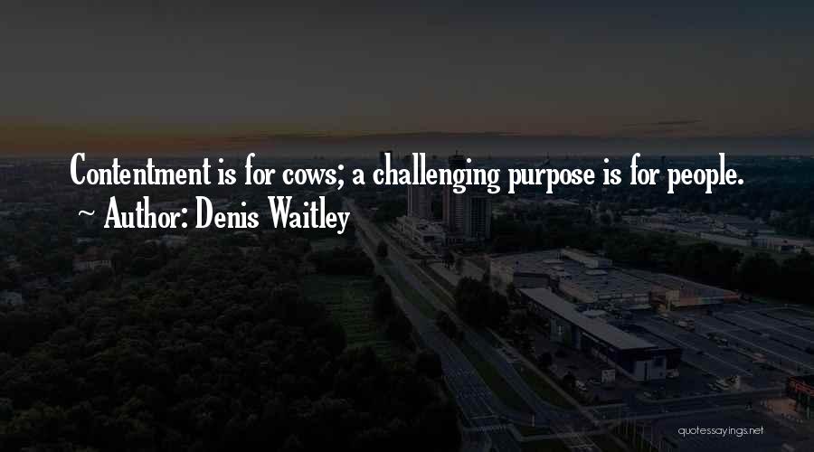 Denis Waitley Quotes: Contentment Is For Cows; A Challenging Purpose Is For People.