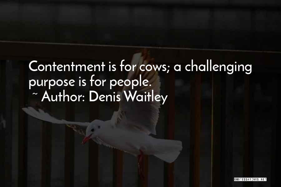 Denis Waitley Quotes: Contentment Is For Cows; A Challenging Purpose Is For People.