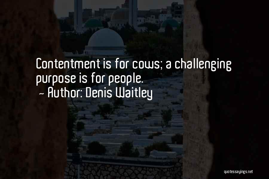 Denis Waitley Quotes: Contentment Is For Cows; A Challenging Purpose Is For People.